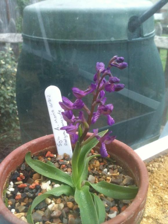 Early flowering orchids in the greenhouse