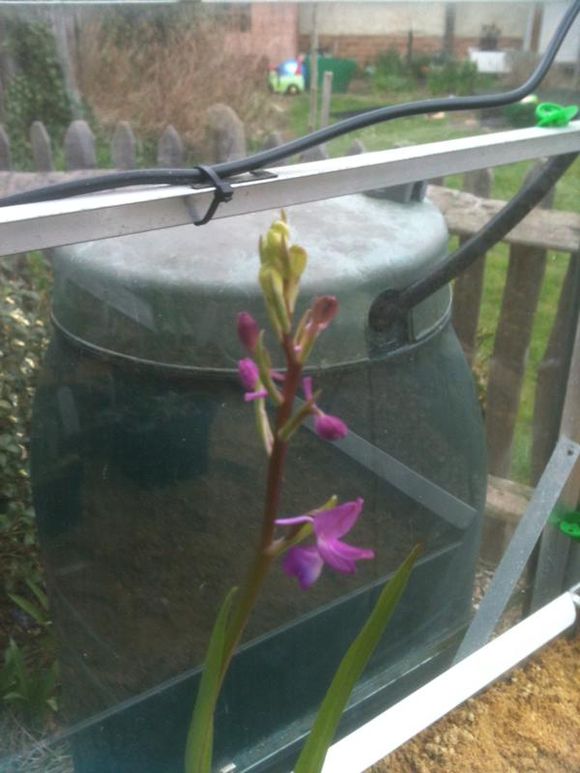 Early flowering orchids in the greenhouse