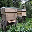 Two hives