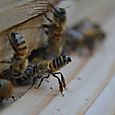 Fanning bee at the hive entrance