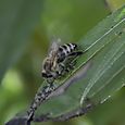 Bee eating honeydew on willow