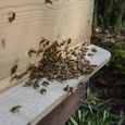 Bees at front