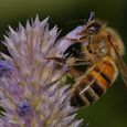 Bee on anise hyssop