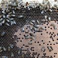Capped brood hive 2