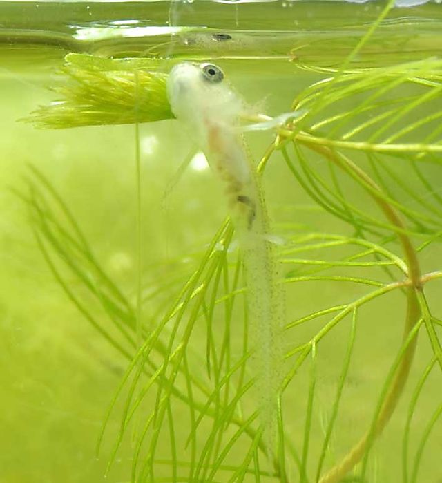 Smooth Newt Larva