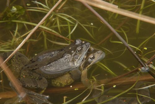 Frog march 2009 02