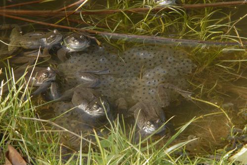 Frogs and spawn march 2009 01