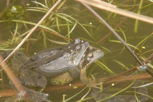 Frogs mating march 2009 02