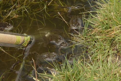 Frogs that love the camera 2