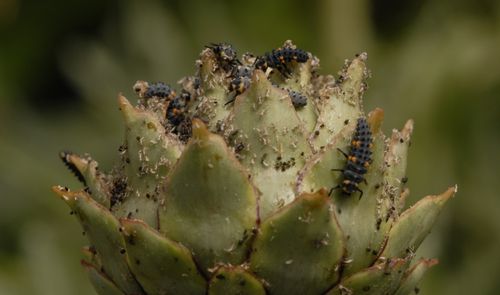 Attack of the ladybird larvae