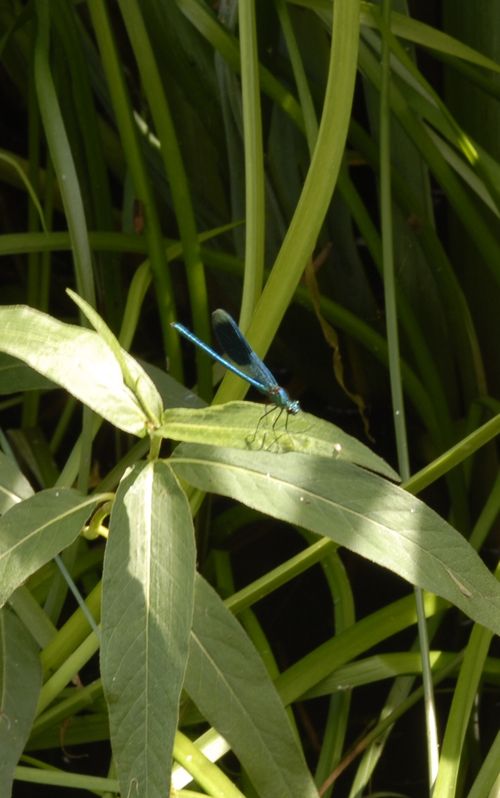 Banded demoiselle