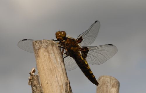 Four spotted chaser 