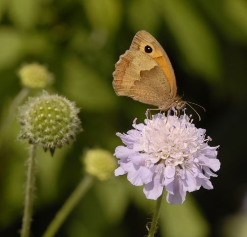 Meadow Brown on Scabious