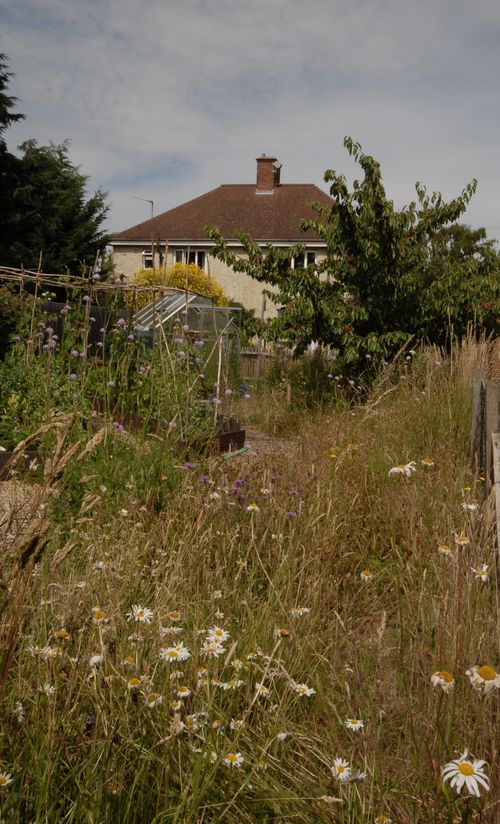 Meadow full bloom