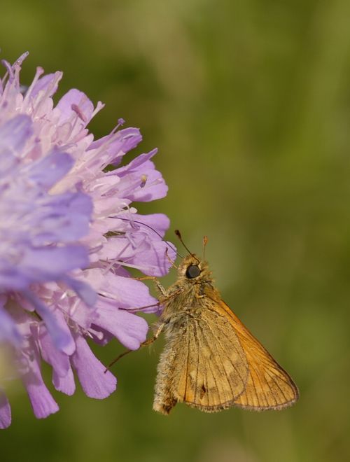 Small Skipper on Scabious