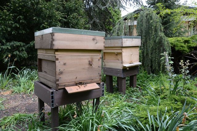 Two hives