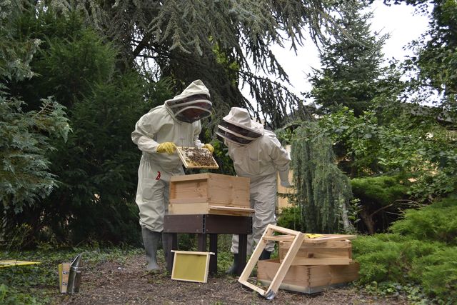 Inspecting the bees late August 2012