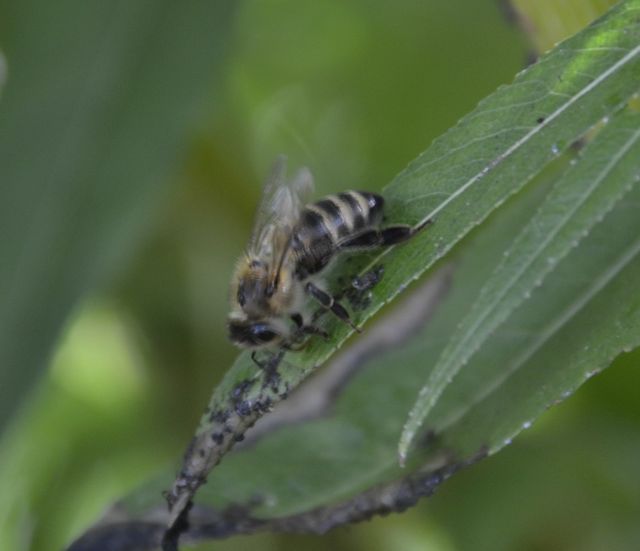 Bee eating honeydew on willow