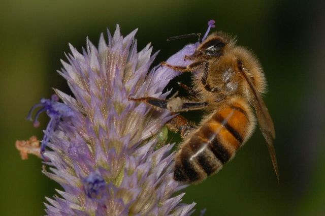 Bee on anise hyssop