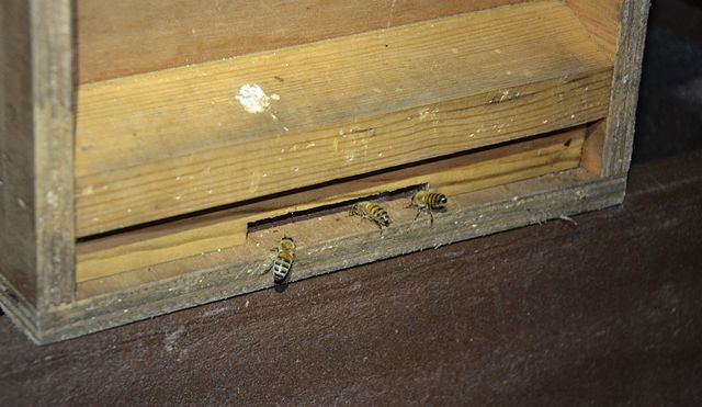 Bees emerging from nuc box