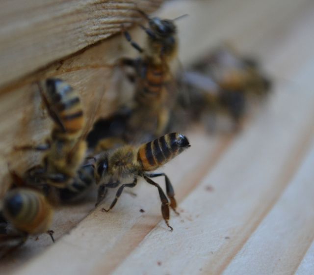 Fanning bee at the hive entrance