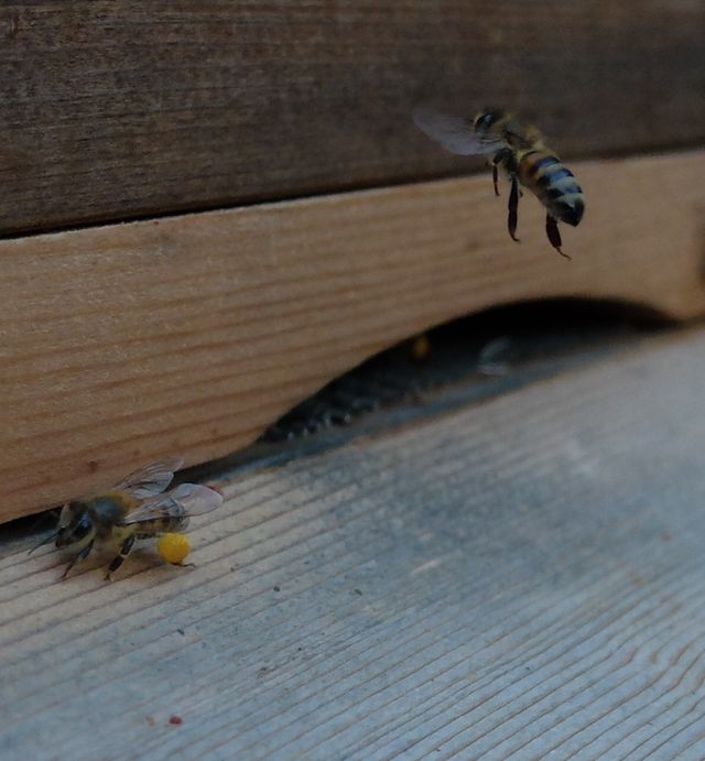 Pollen landing close up