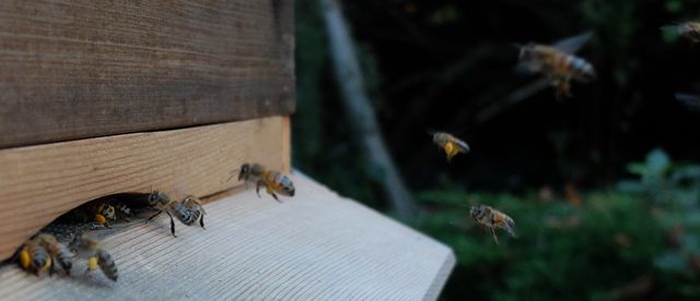 Pollen landing