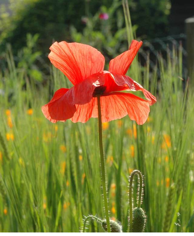 Backlit poppy