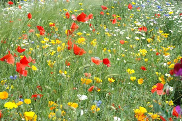 Barley field flowers