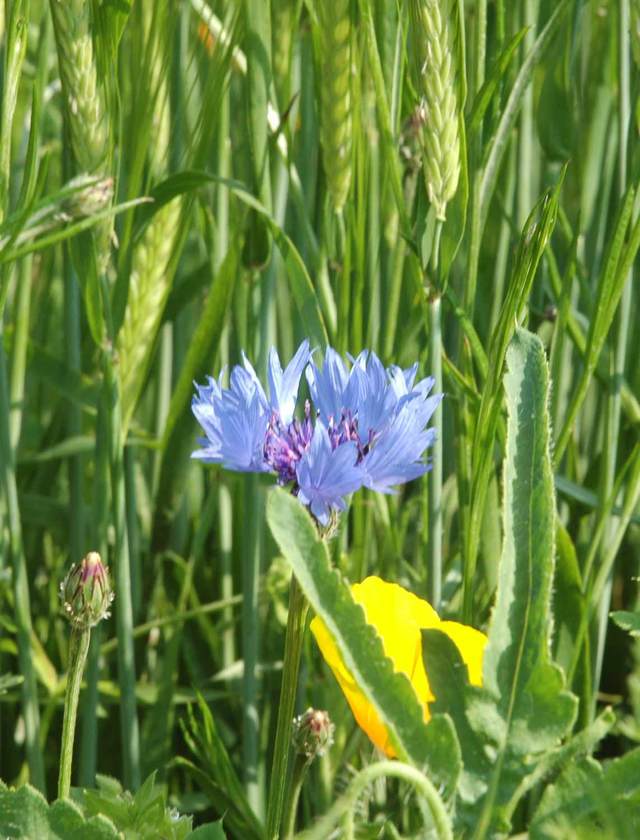 Cornflower in barley field