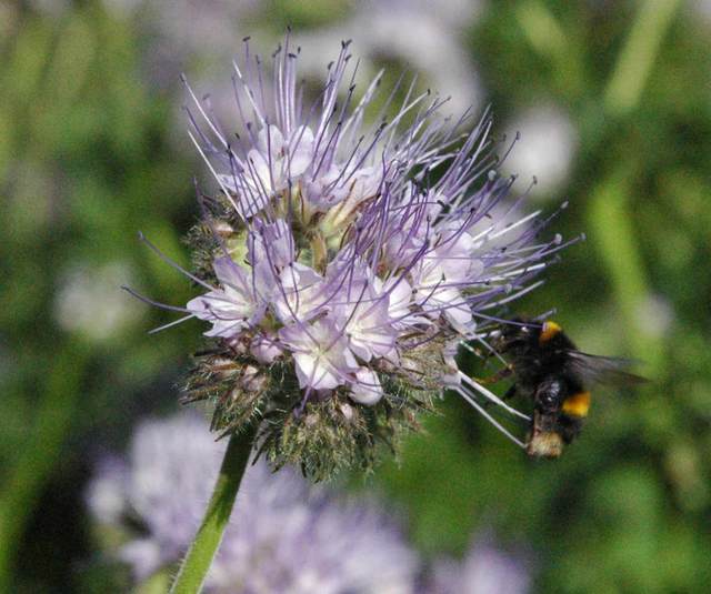 Phacelia bumblebee