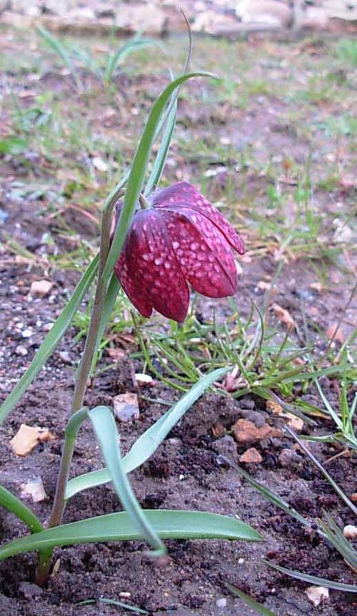 Fritillaryapril06