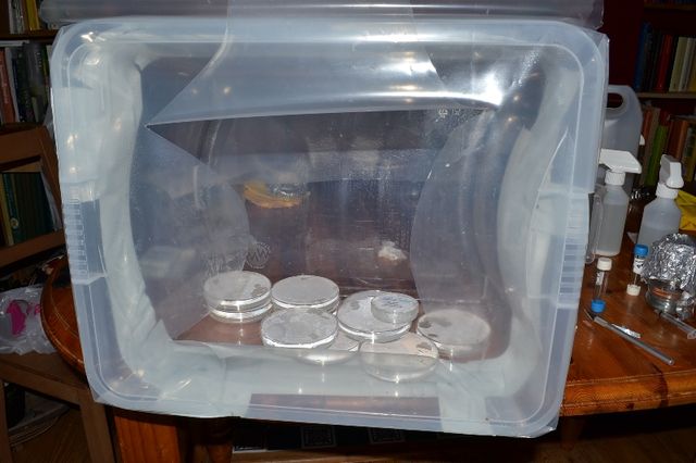 Petri dishes in modified glove box