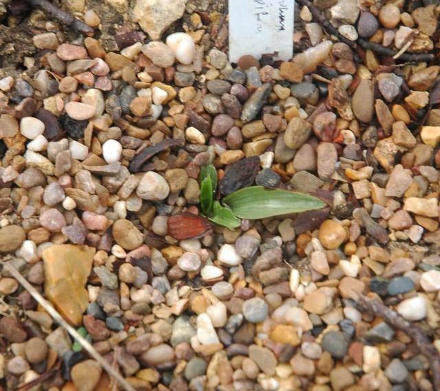 Ophrys apifera march 07