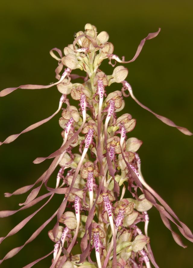 Lizard Orchid Devil's Dyke Close up 3