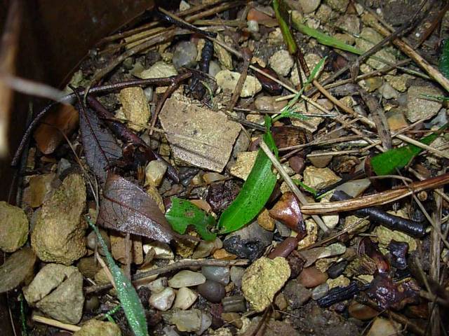 Ophrys apifera January 2008
