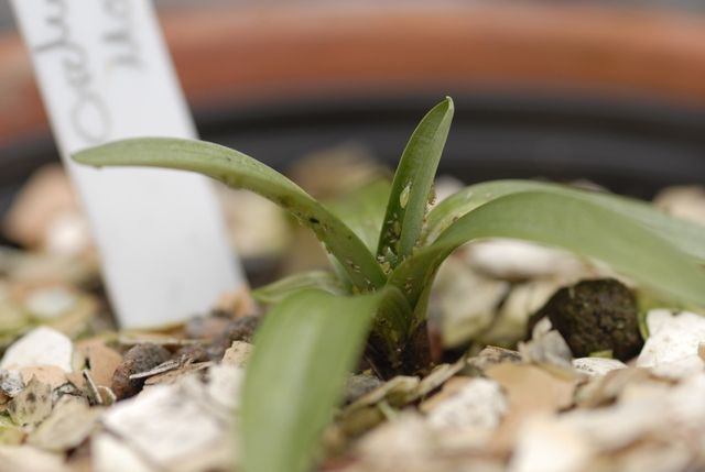 Orchis morio with aphids 1