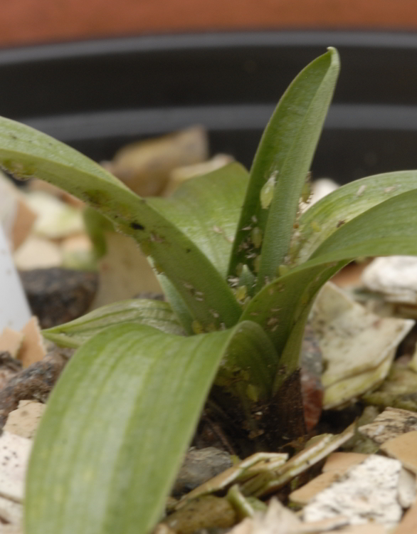 Orchis morio with aphids 2