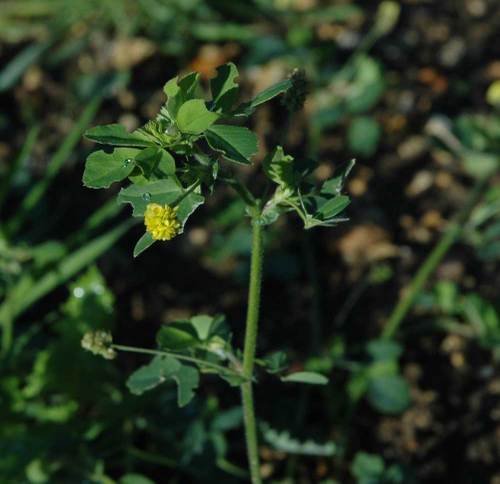 Black medick may 06