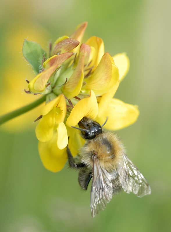 Carder bee on greater bft