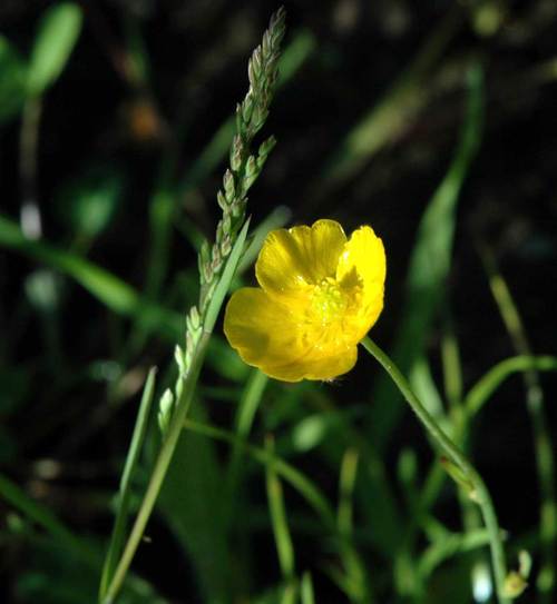 Meadowbuttercupdampmeado