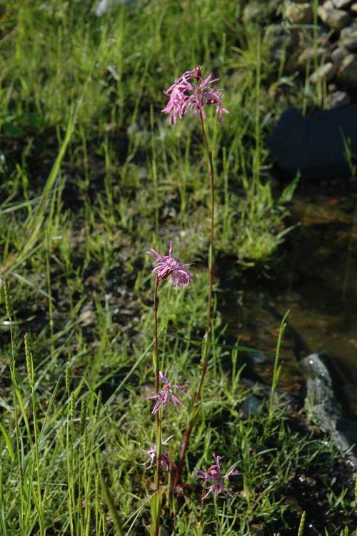 Ragged robin may 06