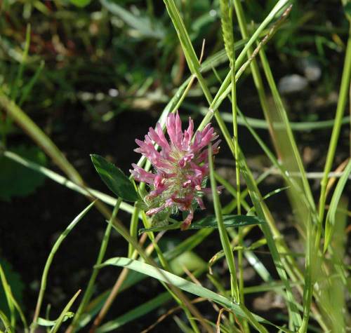 Red clover may 06