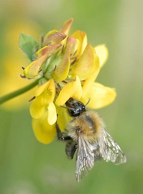 Carder bee on greater bft