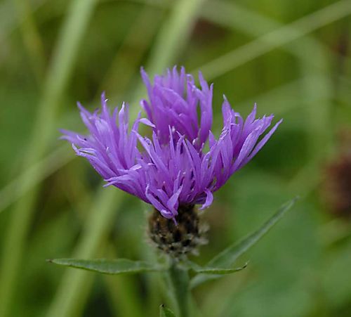 Common Knapweed