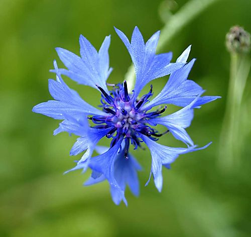 Cornflower