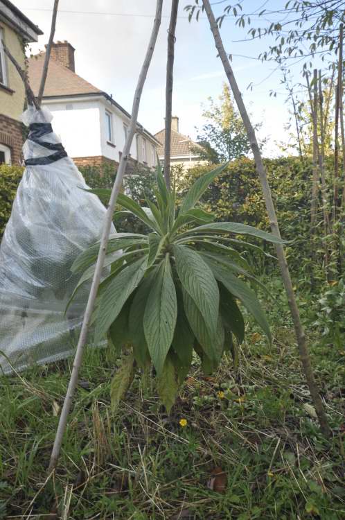 Echium before bubble