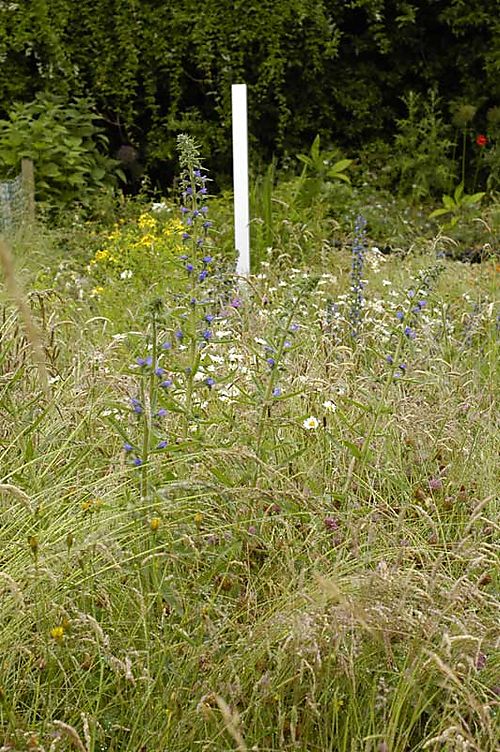 Meadow in June