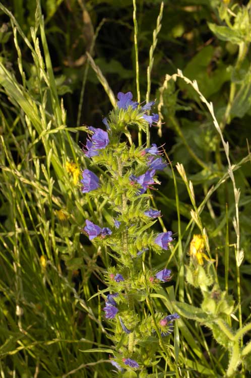 Viper's bugloss by the road 1