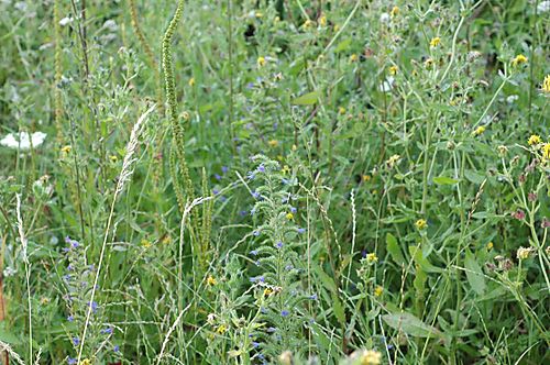 Viper's bugloss by the road 2